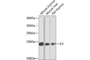 Western blot analysis of extracts of various cell lines, using IL5 antibody (ABIN6128138, ABIN6142400, ABIN6142401 and ABIN6223618) at 1:1000 dilution. (IL-5 antibody  (AA 20-134))