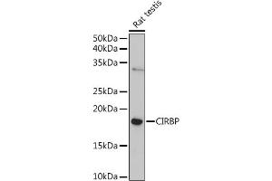 Western blot analysis of extracts of Rat testis, using CIRBP Rabbit pAb (ABIN6129747, ABIN6138627, ABIN6138629 and ABIN6221699) at 1:1000 dilution. (CIRBP antibody  (AA 1-172))