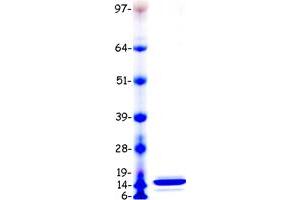 Validation with Western Blot