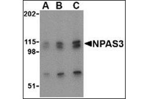 Western blot analysis of NPAS3 in SK-N-SH cell lysate with this product at (A) 0.