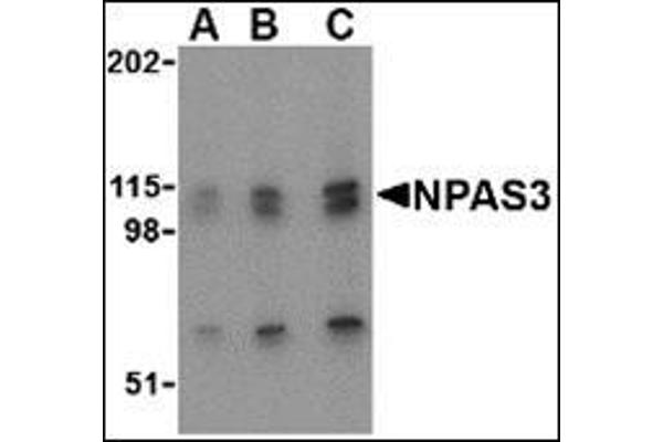 NPAS3 Antikörper  (N-Term)