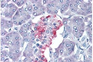 Human Pancreas: Formalin-Fixed, Paraffin-Embedded (FFPE) (VGF antibody  (AA 454-503))