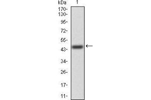 Western blot analysis using FGFR3 mAb against human FGFR3 (AA: 529-694) recombinant protein.