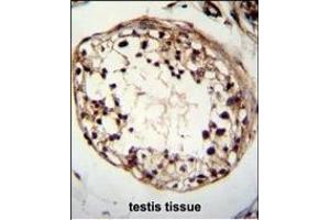 TSPYL6 Antibody (Center) (ABIN655239 and ABIN2844842) immunohistochemistry analysis in formalin fixed and paraffin embedded human testis tissue followed by peroxidase conjugation of the secondary antibody and DAB staining. (TSPY-Like 6 antibody  (AA 206-235))