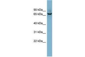 Image no. 1 for anti-Acetylcholinesterase (AChE) (AA 179-228) antibody (ABIN6741855) (Acetylcholinesterase antibody  (AA 179-228))