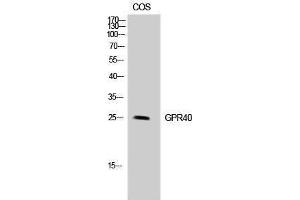 Western Blotting (WB) image for anti-Free Fatty Acid Receptor 1 (FFAR1) (Internal Region) antibody (ABIN3184898) (FFAR1 antibody  (Internal Region))