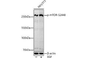 Western blot analysis of extracts of NIH/3T3 cells, using Phospho-mTOR-S2448 antibody (ABIN7268435) at 1:1000 dilution. (MTOR antibody  (pSer2448))