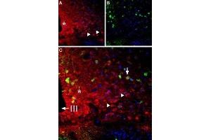 Expression of Bombesin receptor 1 in rat hypothalamus - Immunohistochemical staining of frozen rat hypothalamus sections using Anti-Bombesin Receptor 1 (NMBR) Antibody (ABIN7043364 and ABIN7043939), (1:200). (NMBR antibody  (3rd Intracellular Loop))
