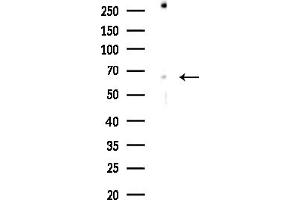 Western blot analysis of lysates from COLO205 cells, using Phospho-SHP1 (Tyr536) Antibody at 1/1000 dilution.