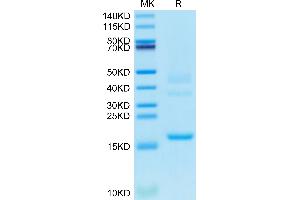 TTR Protein (AA 21-147) (His tag)