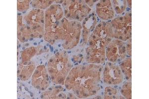 IHC-P analysis of Kidney tissue, with DAB staining. (BIP1 antibody  (C-Term))