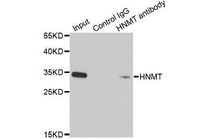 Immunoprecipitation analysis of 200 μg extracts of HT-29 cells using 1 μg HNMT antibody (ABIN5971352).