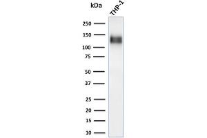 Western Blot Analysis of human THP-1 cell lysate using CD31-Monospecific Recombinant Rabbit Monoclonal Antibody (C31/1395R).