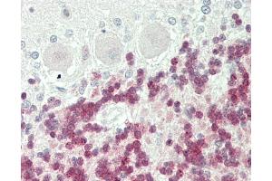 Formalin-fixed and paraffin-embedded H. (POLR2C antibody  (C-Term))