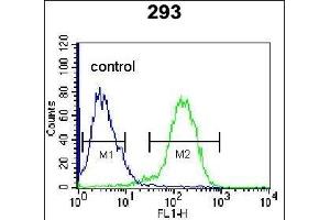 ENG Antibody (Center) (ABIN655186 and ABIN2844801) flow cytometric analysis of 293 cells (right histogram) compared to a negative control cell (left histogram). (Endoglin antibody  (AA 265-294))