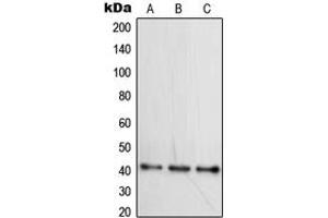 Western blot analysis of WNT16 expression in HepG2 (A), Raji (B), Ramos (C) whole cell lysates. (WNT16 antibody  (Center))