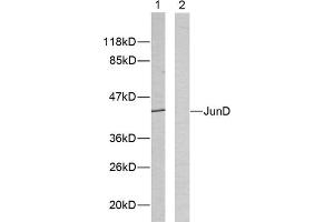 Western blot analysis of extracts from HeLa cells using JunD (epitope around residue 255) antibody (ABIN5976225). (JunD antibody  (Ser255))