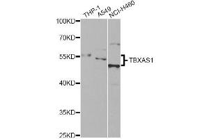 Western blot analysis of extracts of various cell lines, using TBXAS1 antibody. (TBXAS1 antibody)