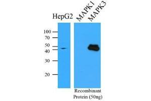 Cell lysates of HepG2 (35 ug) were resolved by SDS-PAGE, transferred to PVDF membrane and probed with anti-human MAPK3 (1:500). (ERK1 antibody  (AA 1-137))