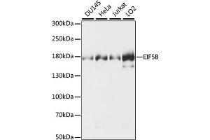 Western blot analysis of extracts of various cell lines, using EIF5B antibody (ABIN6291146).