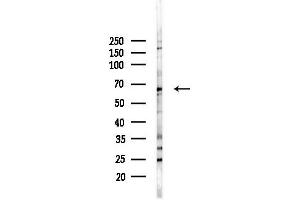anti-Negative Regulator of Ubiquitin-Like Proteins 1 (NUB1) antibody