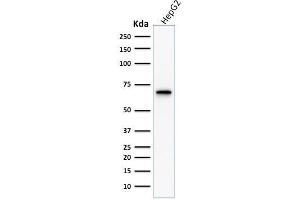 Western Blot Analysis of human HepG2 cell lysate using COX-2 Mouse Monoclonal Antibody (COX2/1941). (PTGS2 antibody  (AA 442-572))