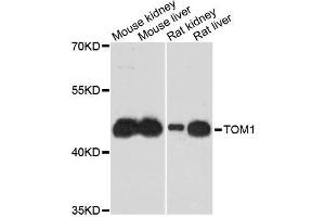 Western blot analysis of extracts of various cell lines, using TOM1 antibody (ABIN5996067) at 1:3000 dilution. (TOM1 antibody)