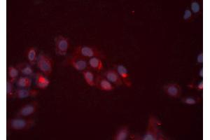 ABIN6276414 staining HeLa cells by ICC/IF. (ERBB3 antibody  (C-Term))