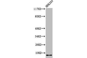 Western Blot analysis of 293 cells using Cleaved-Integrin α5 LC (E895) Polyclonal Antibody (ITGA5 antibody  (Cleaved-Glu895))