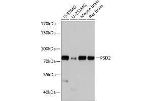 Western blot analysis of extracts of various cell lines, using PSD2 antibody (ABIN7269411) at 1:1000 dilution. (PSD2 antibody  (AA 1-190))