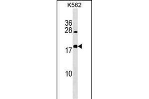 BEX4 Antibody (Center) (ABIN1538476 and ABIN2849466) western blot analysis in K562 cell line lysates (35 μg/lane). (BEX4 antibody  (AA 54-82))