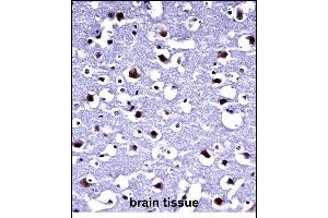 TARBP2 Antibody (N-term) (ABIN2846967)immunohistochemistry analysis in formalin fixed and paraffin embedded human brain tissue followed by peroxidase conjugation of the secondary antibody and DAB staining.