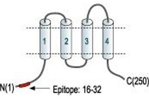 ORAI Calcium Release-Activated Calcium Modulator 2 (ORAI2) peptide