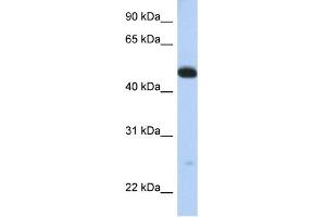 WB Suggested Anti-WDR1 Antibody Titration:  0.