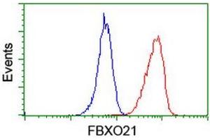 Image no. 5 for anti-F-Box Protein 21 (FBXO21) antibody (ABIN1498232) (FBXO21 antibody)