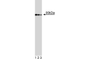 Western blot analysis of GGA3 on a Jurkat cell lysate (Human T-cell leukemia, ATCC TIB-152).