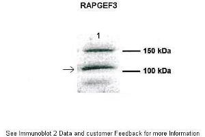 Human CFBE (RAPGEF3 antibody  (Middle Region))