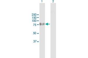 Western Blot analysis of ProSAPiP1 expression in transfected 293T cell line by ProSAPiP1 MaxPab polyclonal antibody. (ProSAPiP1 antibody  (AA 1-673))