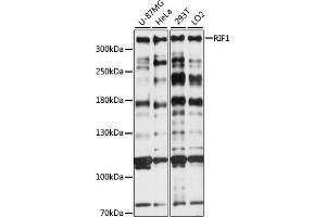 RIF1 antibody  (AA 2173-2472)