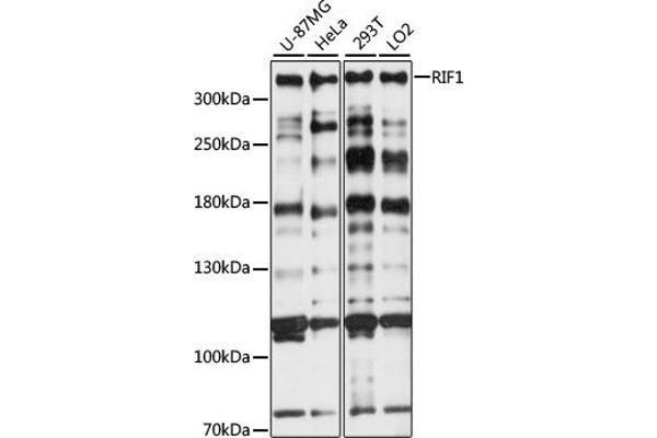 RIF1 antibody  (AA 2173-2472)