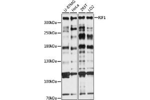 Western blot analysis of extracts of various cell lines, using RIF1 antibody (ABIN7269852) at 1:1000 dilution. (RIF1 antibody  (AA 2173-2472))
