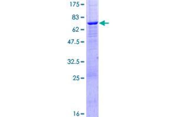 PPM1K Protein (AA 1-372) (GST tag)