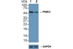 Knockout Varification: Lane 1: Wild-type U2OS cell lysate, Lane 2: PSMC2 knockout U2OS cell lysate, Predicted MW: 49kd Observed MW: 49kd Primary Ab: 2 μg/mL Rabbit Anti-Human PSMC2 Antibody Second Ab: 0. (PSMC2 antibody  (AA 1-433))