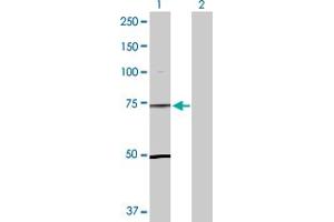 Western Blotting (WB) image for anti-Transducin-Like Enhancer of Split 1 (E(sp1) Homolog, Drosophila) (TLE1) (AA 1-770) antibody (ABIN520952)