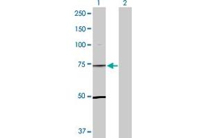 Western Blot analysis of TLE1 expression in transfected 293T cell line by TLE1 MaxPab polyclonal antibody. (TLE1 antibody  (AA 1-770))