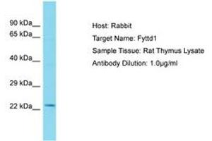 Image no. 1 for anti-Forty-Two-Three Domain Containing 1 (FYTTD1) (AA 101-150) antibody (ABIN6750444) (FYTTD1 antibody  (AA 101-150))