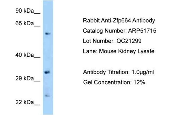 ZNF664 antibody  (C-Term)