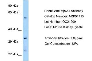 WB Suggested Anti-Zfp664 Antibody   Titration: 1. (ZNF664 antibody  (C-Term))