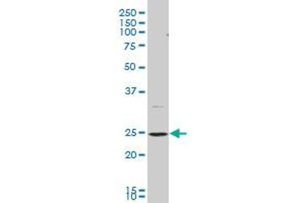 BCAP29 antibody  (AA 125-241)
