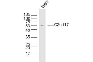 Human 293T cells probed with C3orf17 Polyclonal Antibody, unconjugated  at 1:300 overnight at 4°C followed by a conjugated secondary antibody at 1:10000 for 90 minutes at 37°C. (C3orf17 antibody  (AA 430-480))